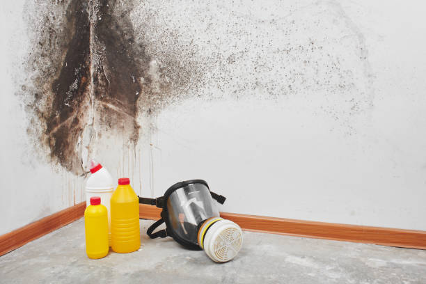Best Insurance-Related Mold Remediation in Woodlawn, OH