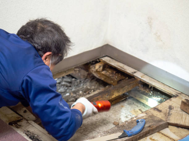 Best Emergency Mold Remediation in Woodlawn, OH