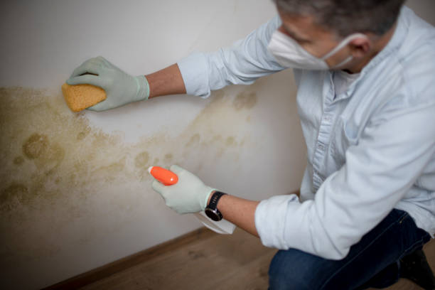 Best Attic Mold Remediation in Woodlawn, OH
