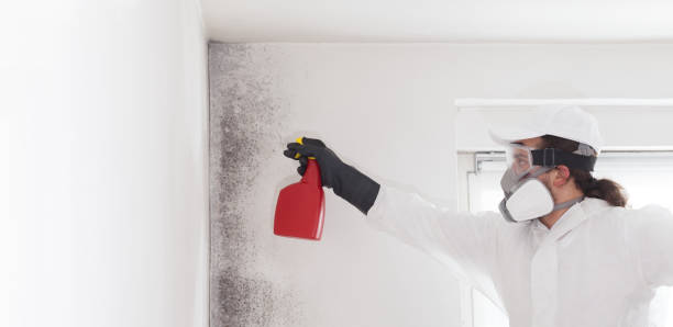 Best Black Mold Remediation in Woodlawn, OH