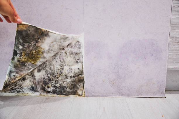 Best Post-Flood Mold Remediation in Woodlawn, OH